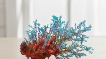 Alga Arcoiris Cystoseira01