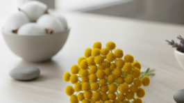 Flor de Immortelle01